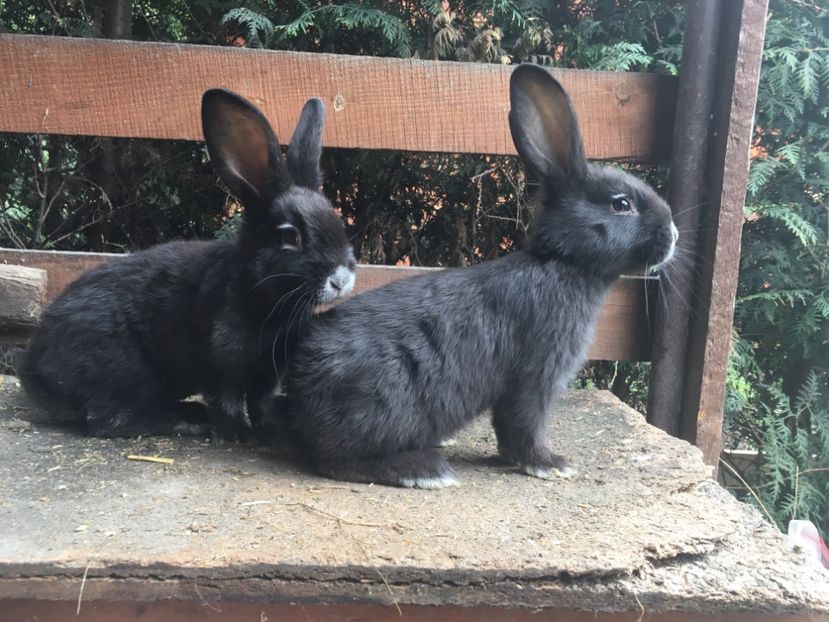 27.05.17 - 1 Cuib 12-04-2017 - 5 pui