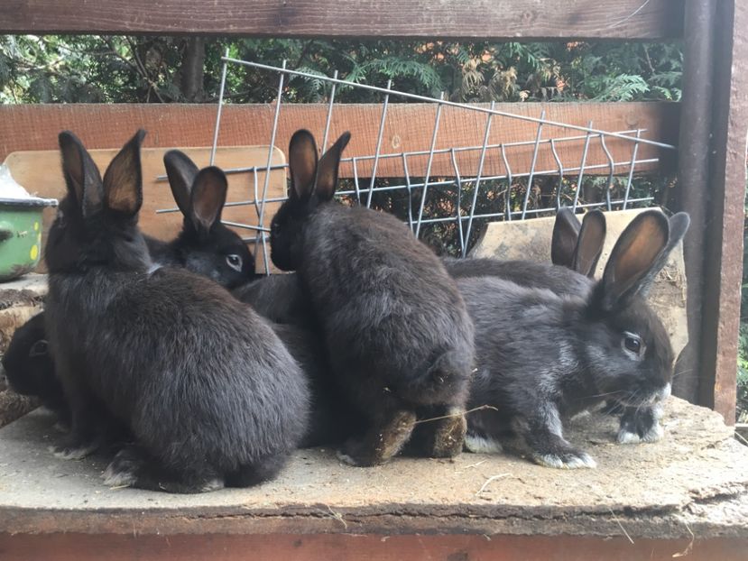 27.05.17 - 1 Cuib 12-04-2017 - 5 pui