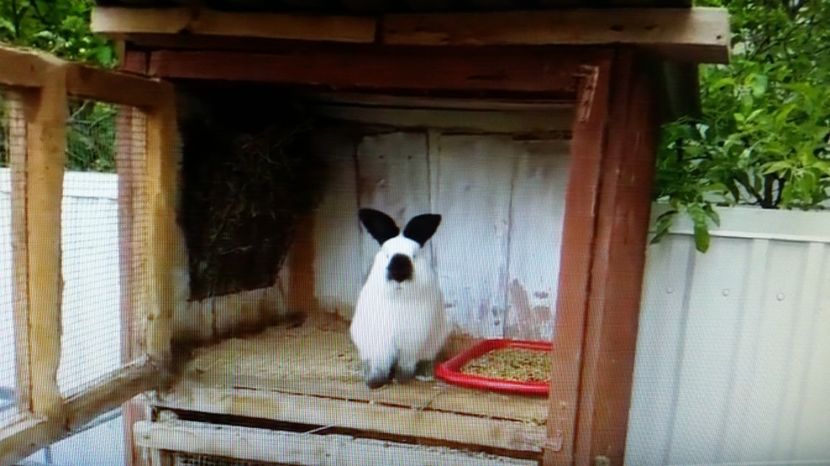 mascul RO47 5 luni și jumătate - Masculi