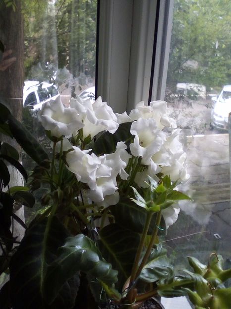 2017 - categoria incepatori 2017