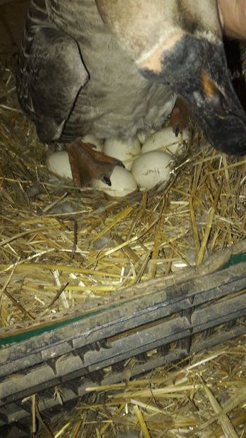  - 2 Cuiburi cu oua de  gasca Africana