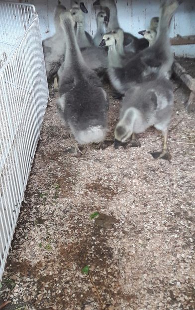  - 3 Boboci de gasca Africana 2017