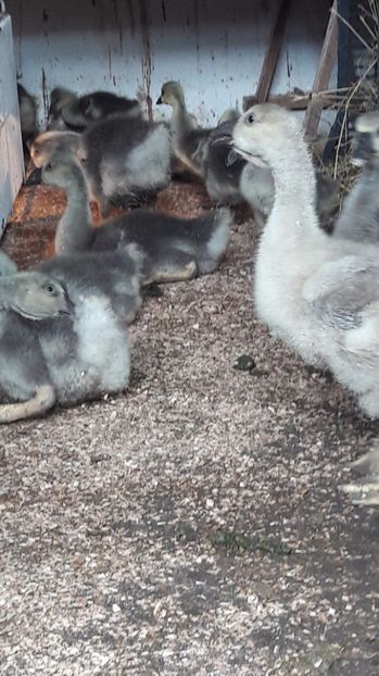  - 3 Boboci de gasca Africana 2017