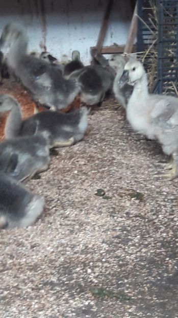  - 3 Boboci de gasca Africana 2017