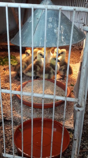 Cuib nr 3 - 3 Boboci de gasca Africana 2017