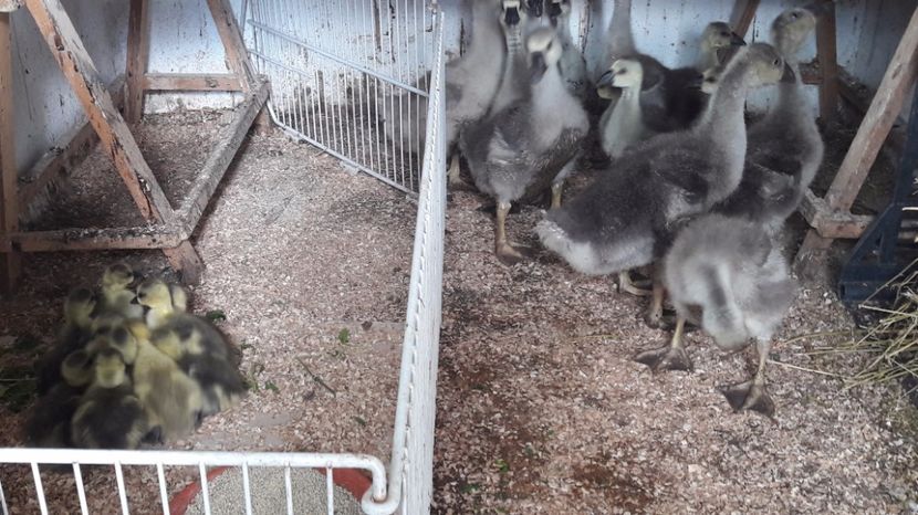  - 3 Boboci de gasca Africana 2017