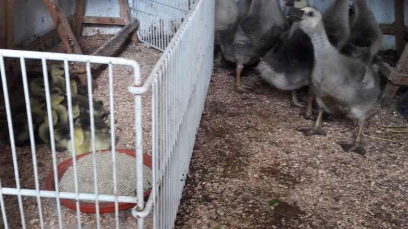  - 3 Boboci de gasca Africana 2017