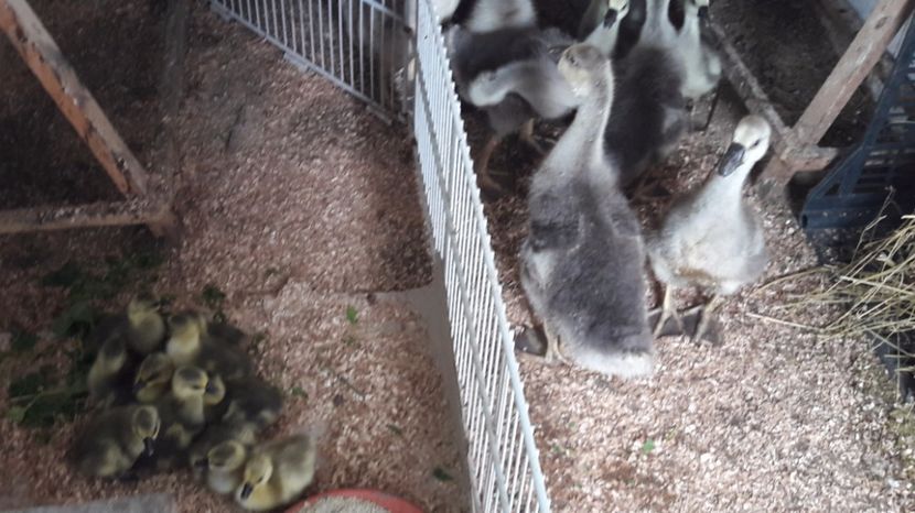  - 3 Boboci de gasca Africana 2017