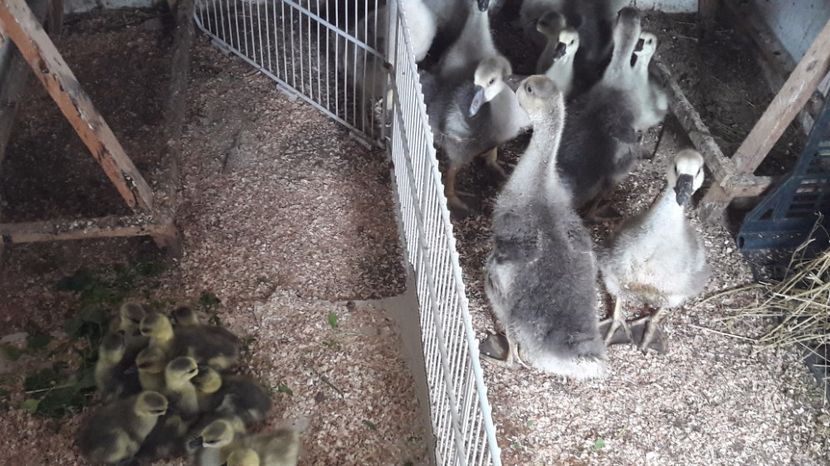  - 3 Boboci de gasca Africana 2017