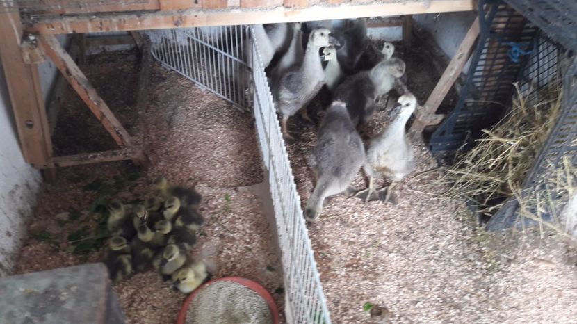  - 3 Boboci de gasca Africana 2017