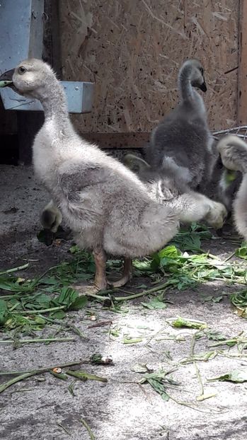  - 3 Boboci de gasca Africana 2017