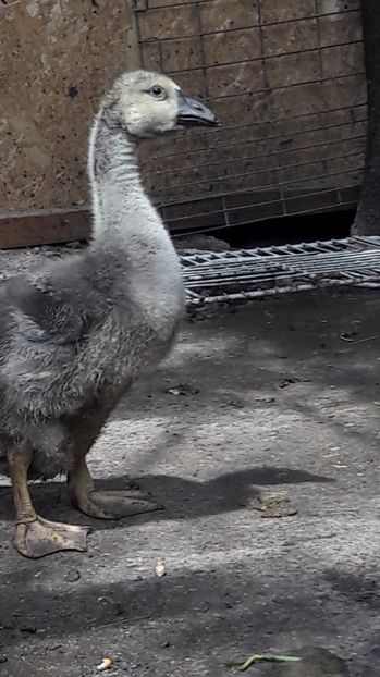  - 3 Boboci de gasca Africana 2017