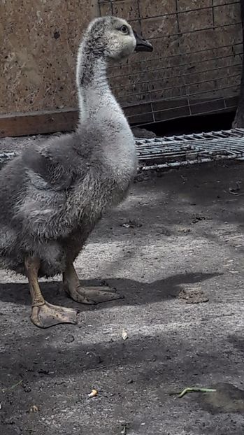  - 3 Boboci de gasca Africana 2017