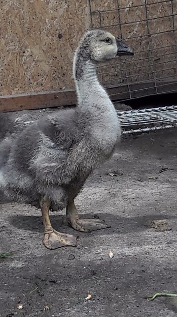  - 3 Boboci de gasca Africana 2017