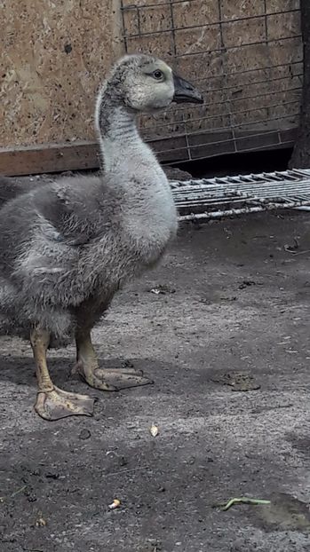  - 3 Boboci de gasca Africana 2017