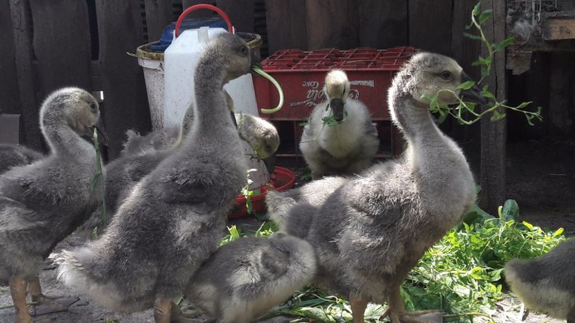  - 3 Boboci de gasca Africana 2017