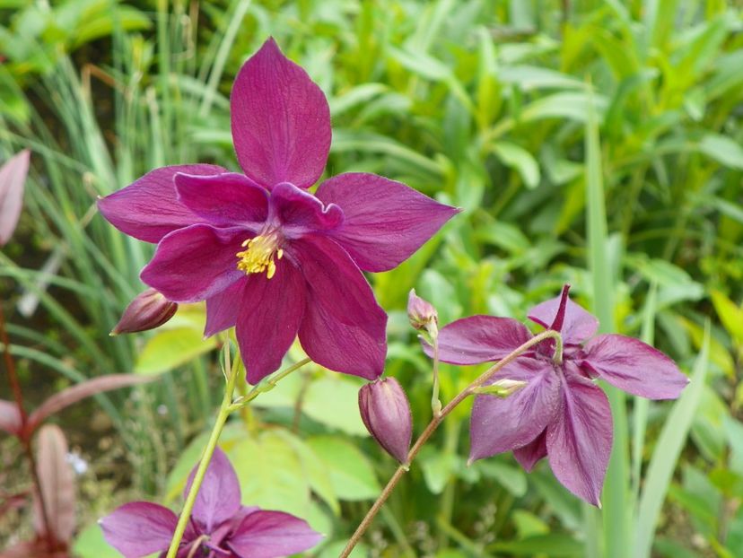25 mai (31) - Aquilegia 2017