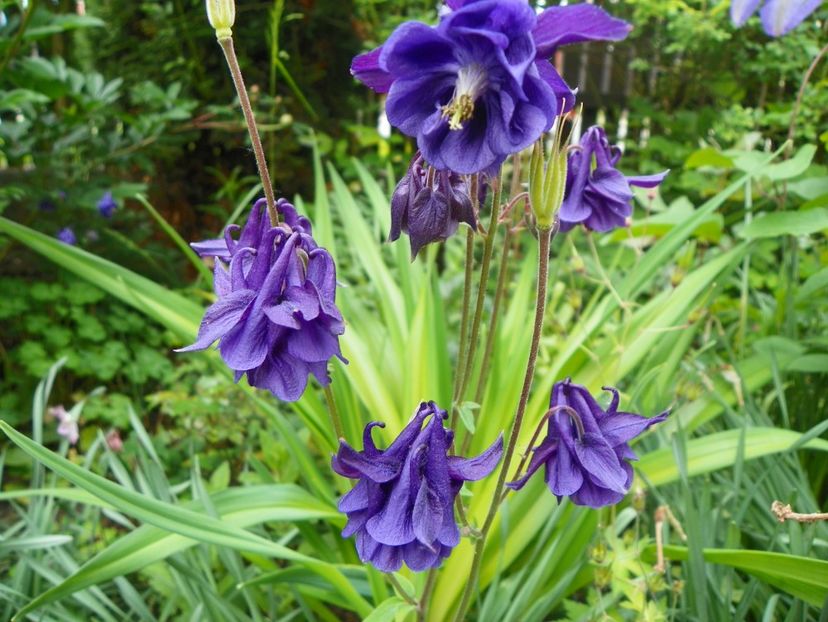 25 mai (38) - Aquilegia 2017
