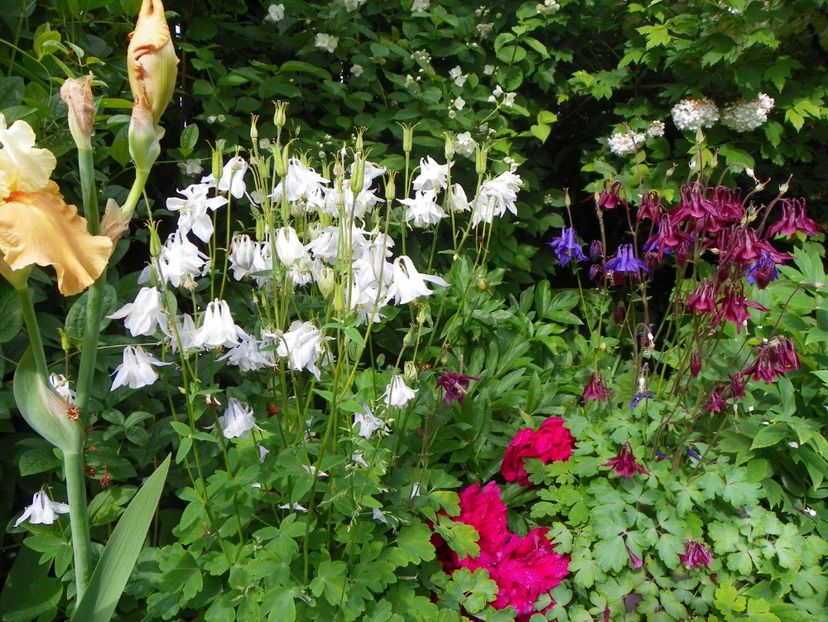 25 mai (77) - Aquilegia 2017