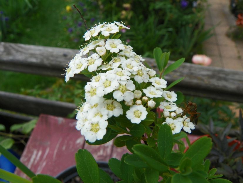 spiraea Halwards Silver - Copacei si arbusti 2017