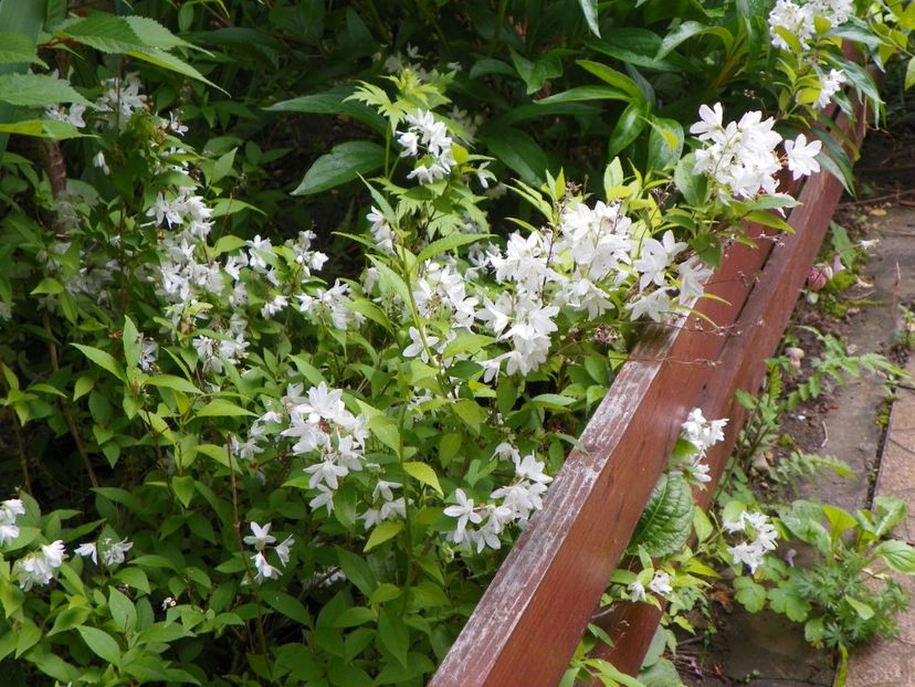 deutzia Nikko - Copacei si arbusti 2017