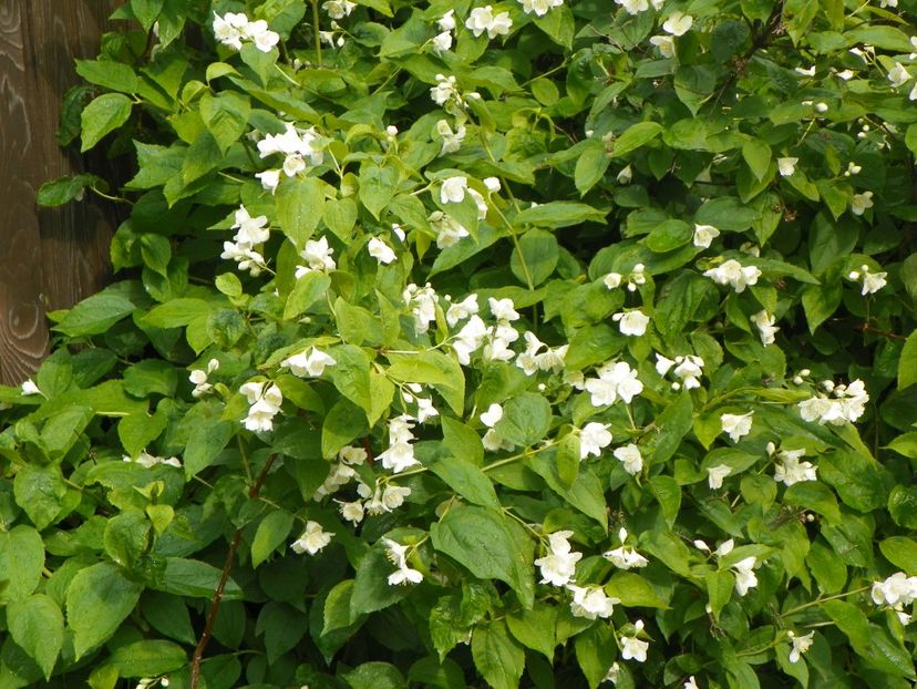 deutzia Nikko - Copacei si arbusti 2017