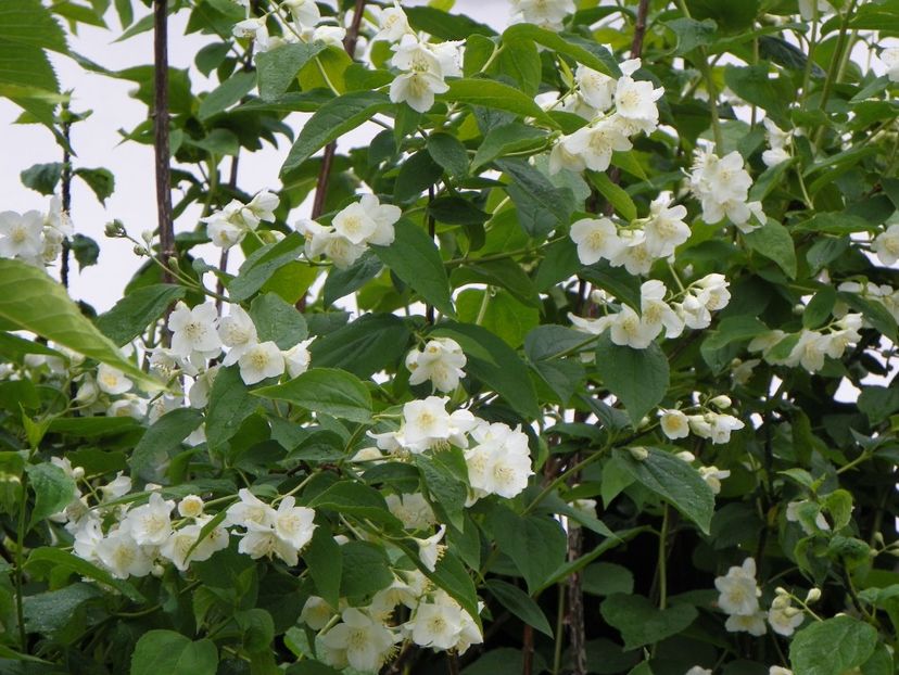 philadelphus inodorus - Copacei si arbusti 2017