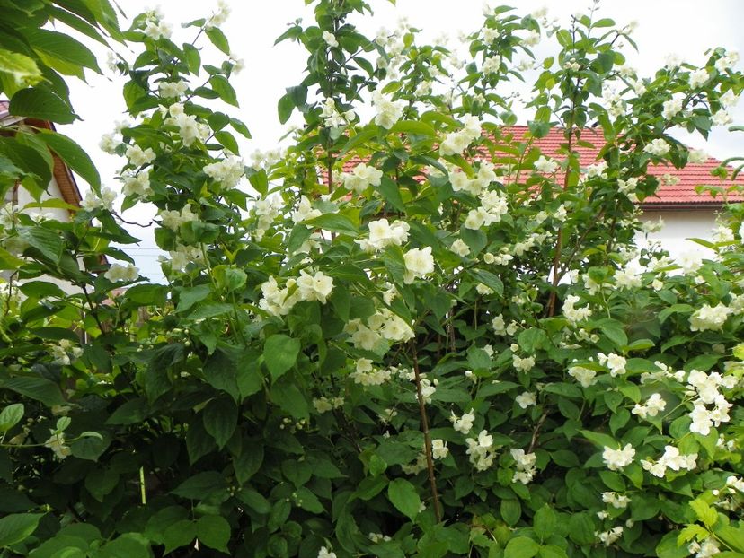 philadelphus inodorus - Copacei si arbusti 2017