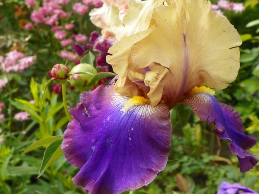 Sailmaster - Irisi 2017