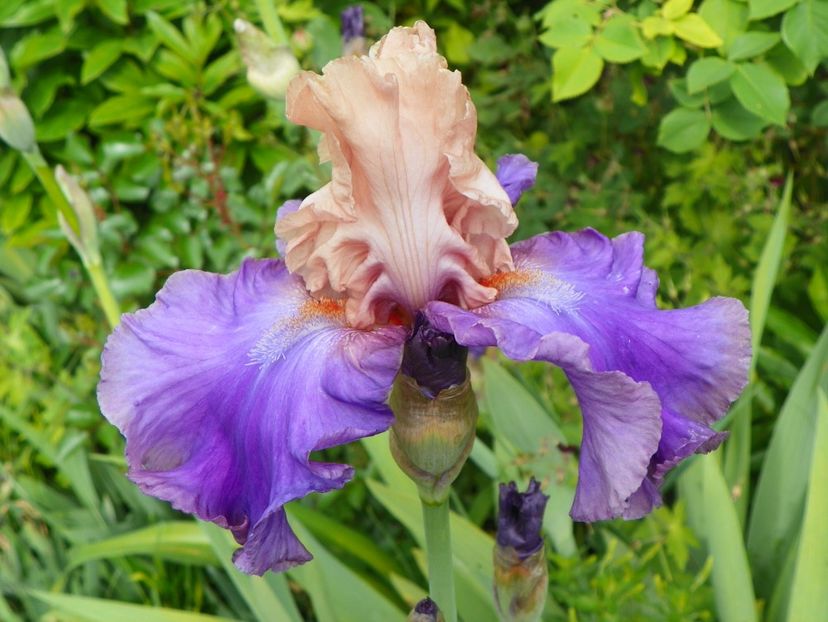 Mother Earth - Irisi 2017