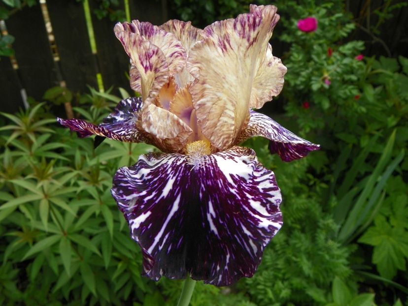 Gnus Flash - Irisi 2017