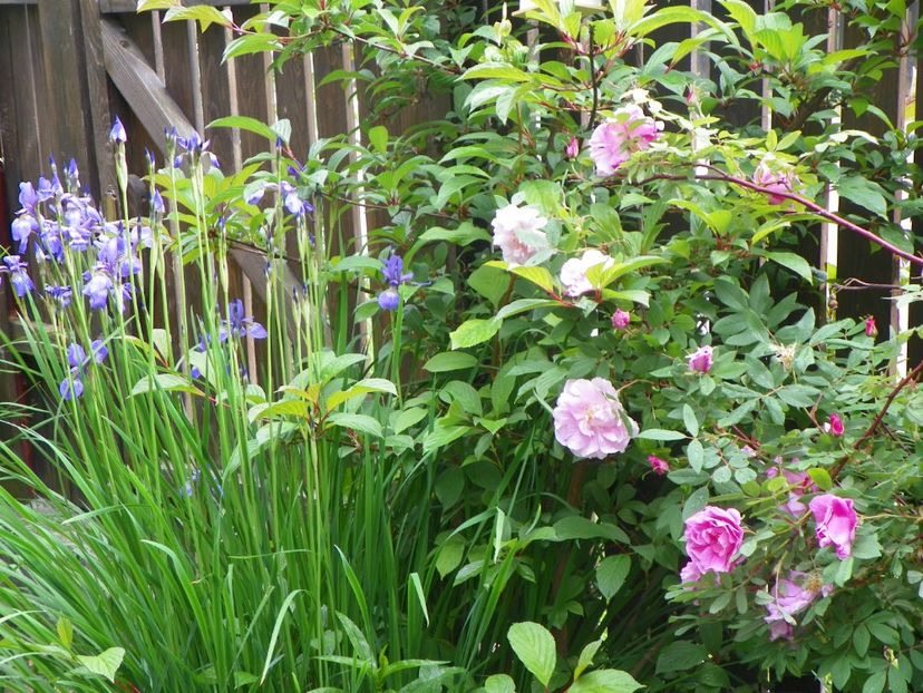 25 mai (69) - Primavara 2017