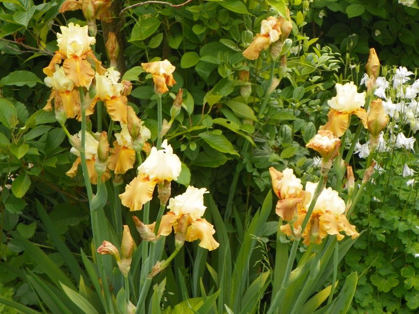 Spiced Custard - Irisi 2017