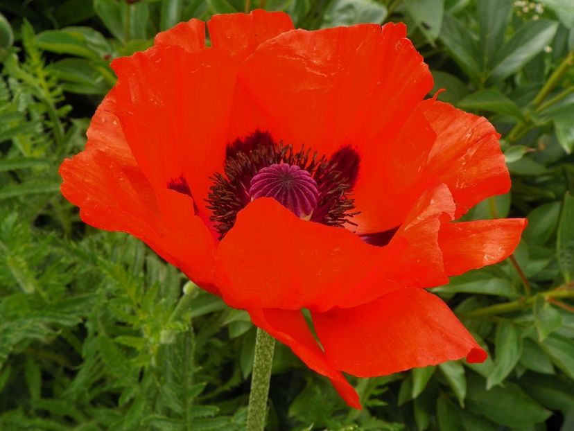 25 mai (20) - Primavara 2017