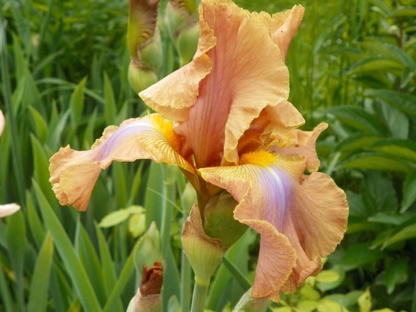 Sheer Poetry - Irisi 2017