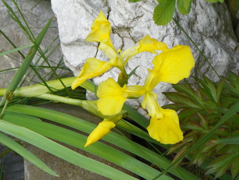 iris pseudocorus - Irisi 2017