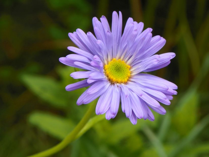 25 mai (39) - Primavara 2017