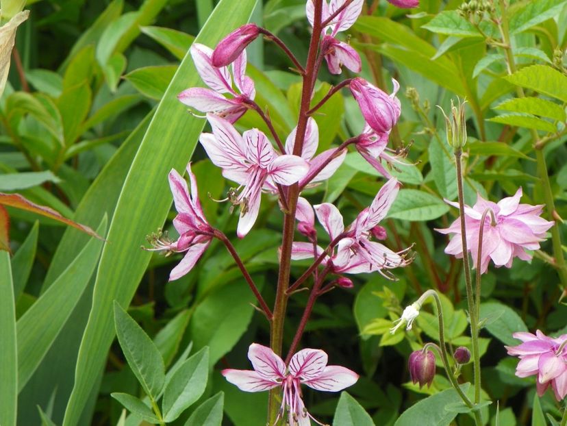 25 mai (42) - Primavara 2017