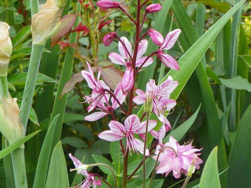 25 mai (44) - Primavara 2017