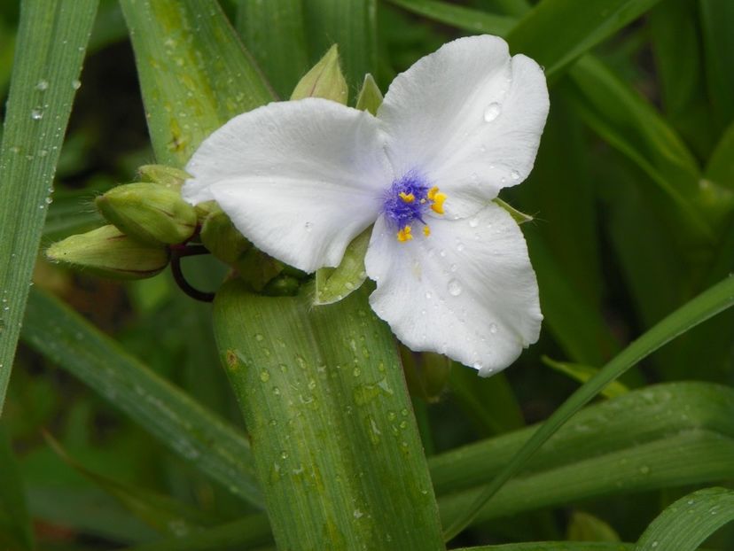 25 mai (61) - Primavara 2017