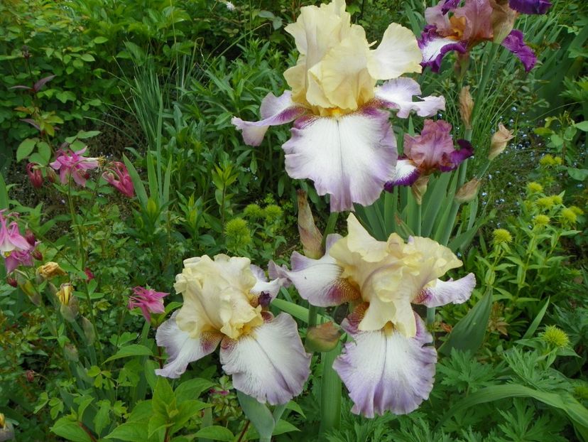 Gipsy Woman - Irisi 2017