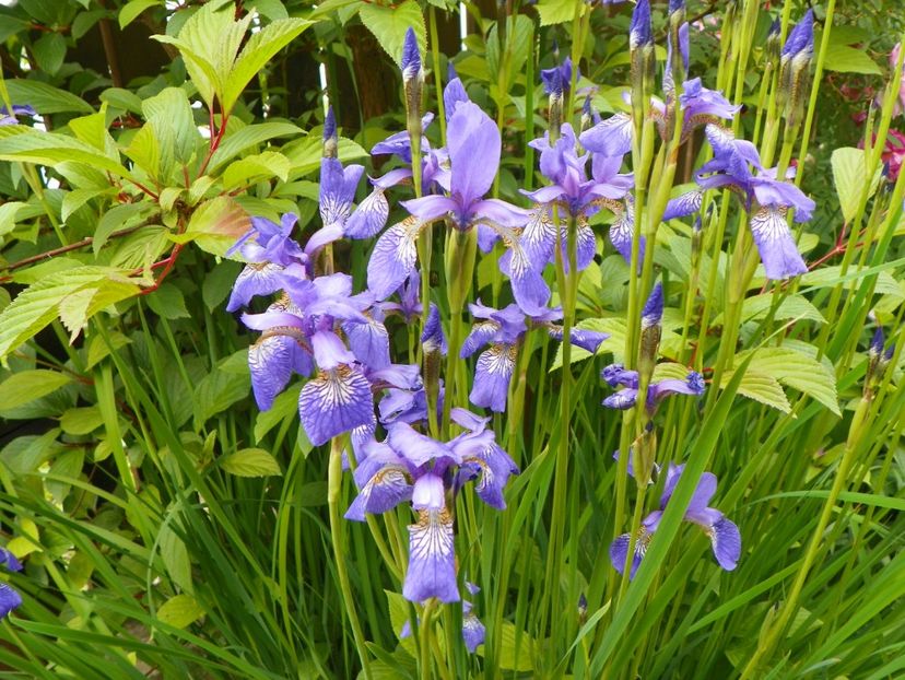sibirica Blue King - Irisi 2017