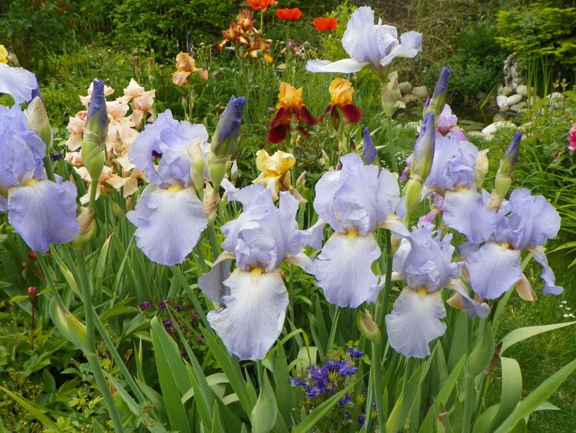 Elizabeth of England - Irisi 2017