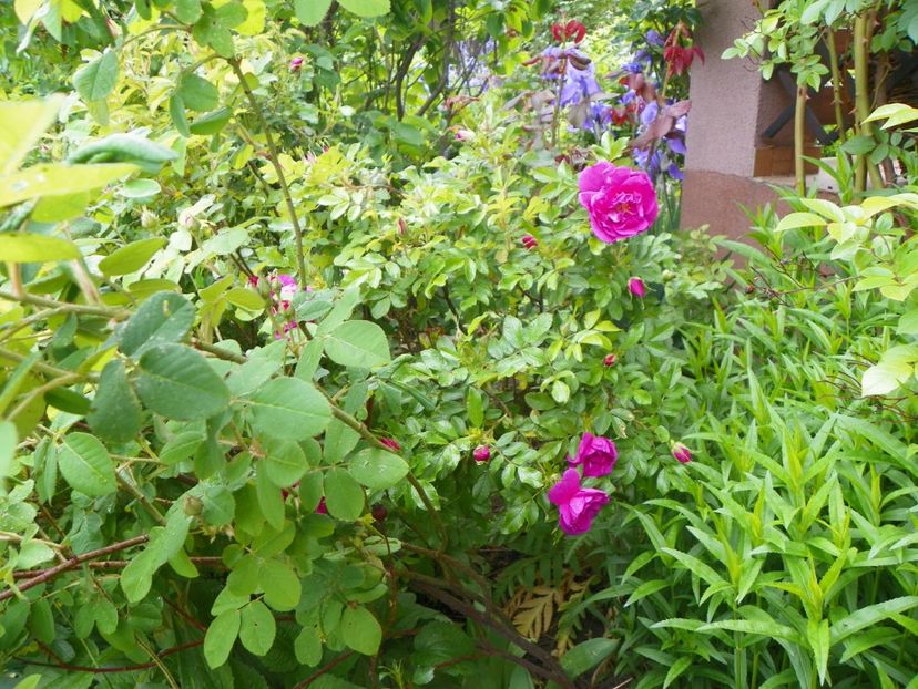 Smart Roadrunner - Trandafiri 2017-1