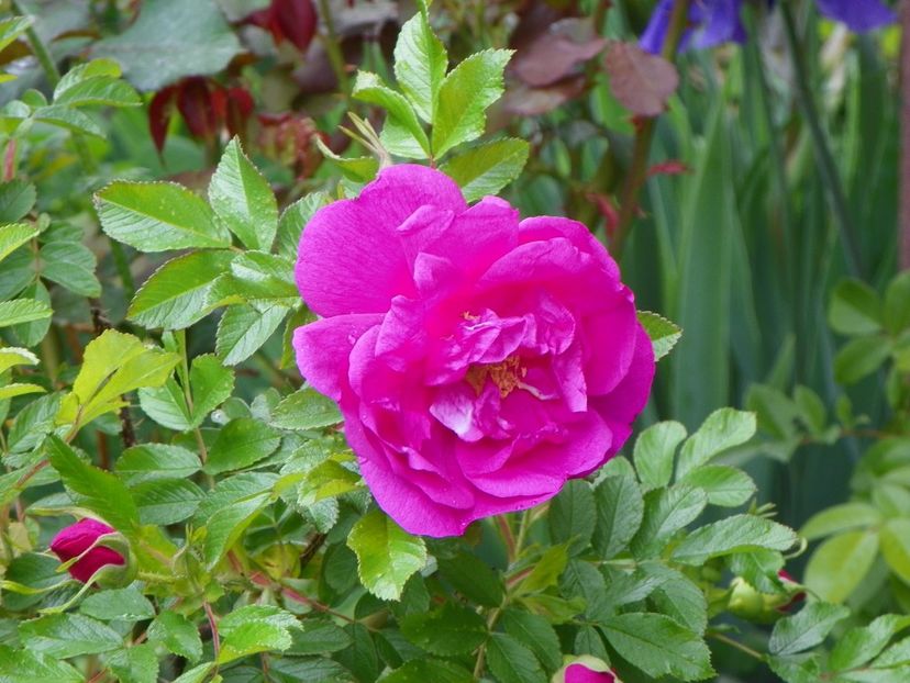 Smart Roadrunner - Trandafiri 2017-1