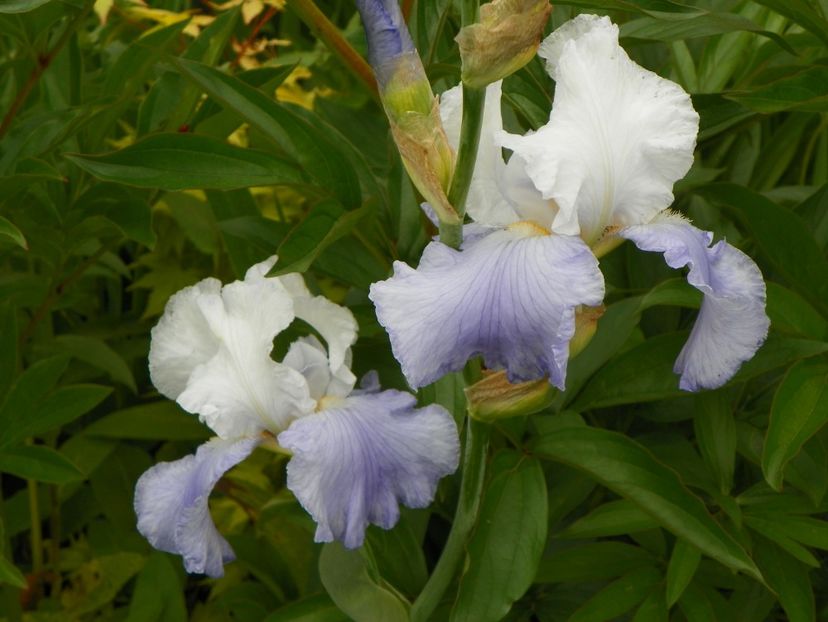 Dover Beach - Irisi 2017