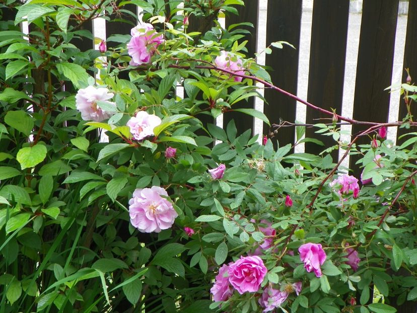 Therese Bugnet - Trandafiri 2017-1