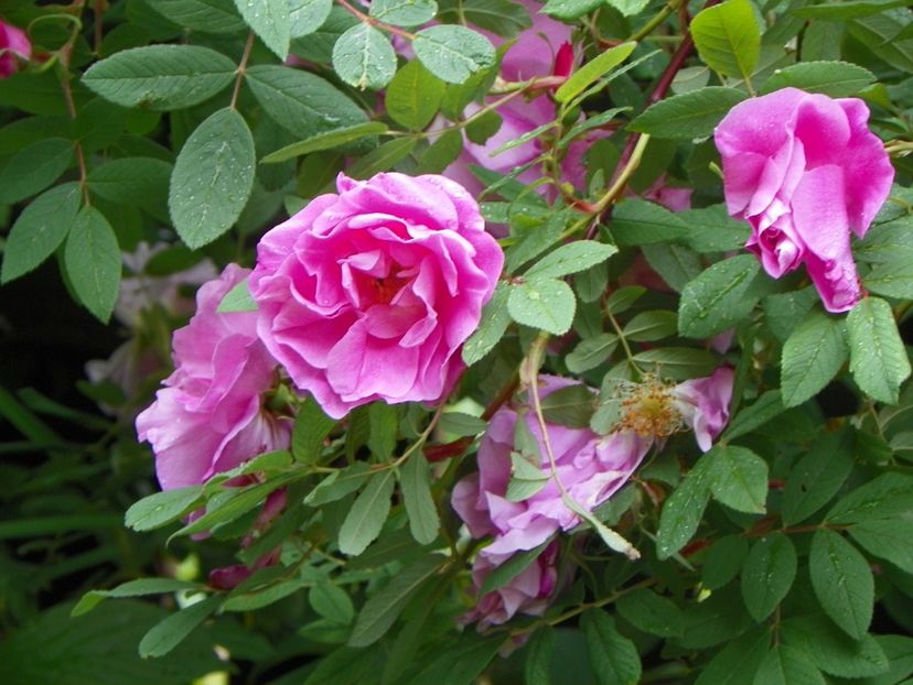 Therese Bugnet - Trandafiri 2017-1