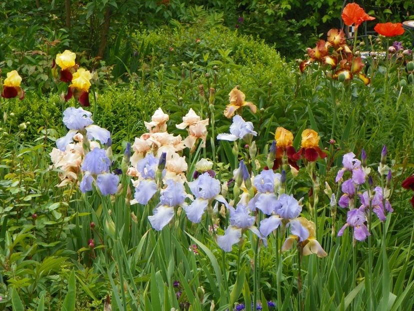 25 mai (53) - Irisi 2017