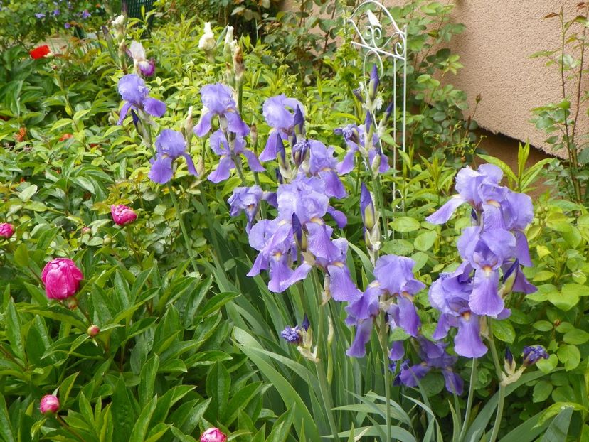iris pallida - Irisi 2017
